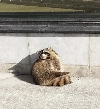 A fat raccoon I found on Campus one day.